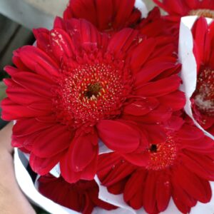 Bunga Garbera Merah