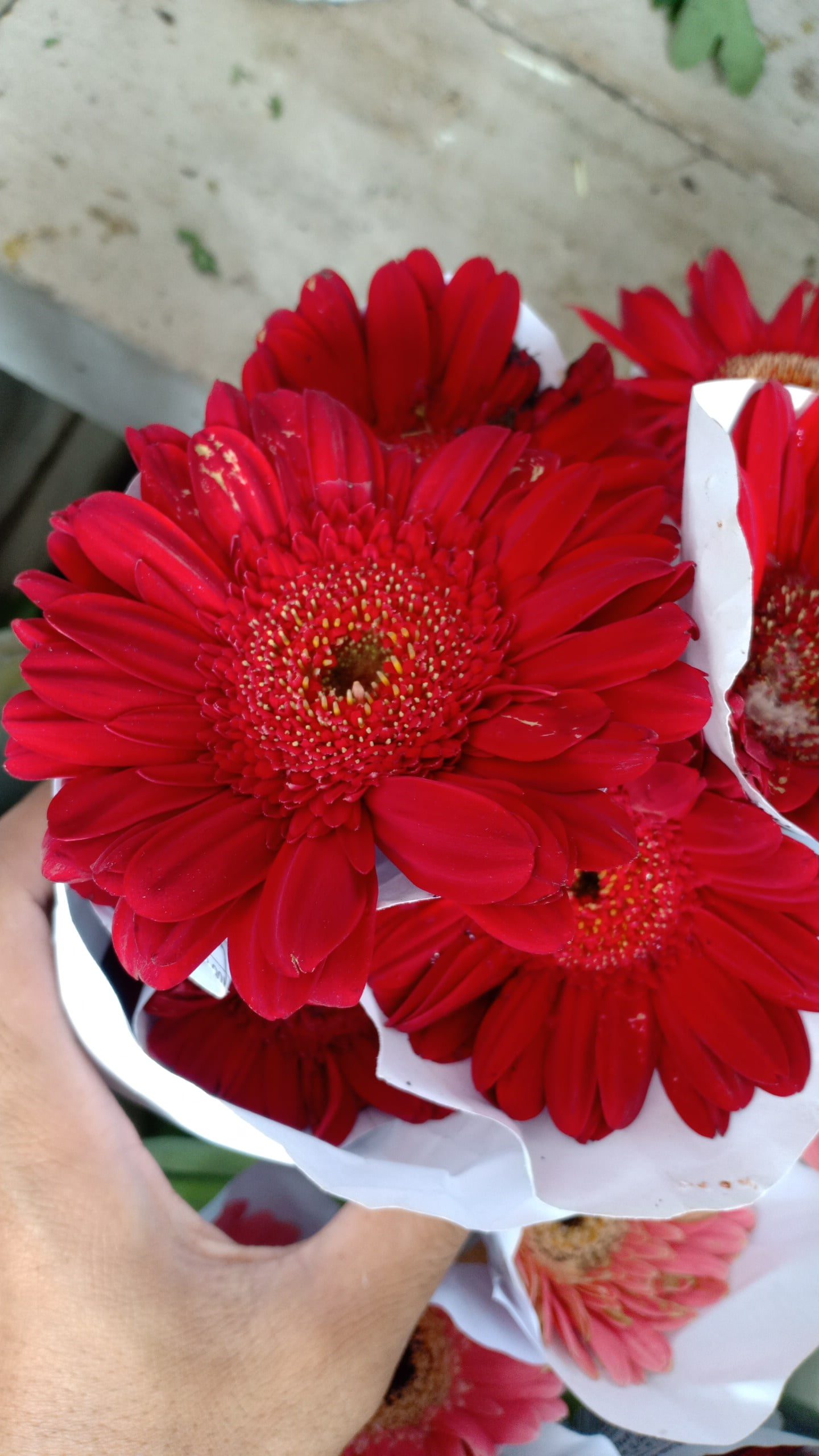 Bunga Garbera Merah