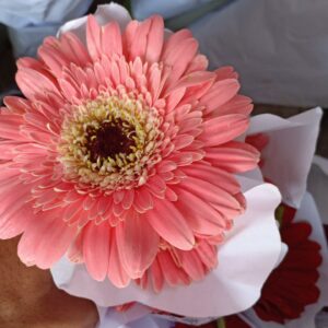 Bunga Garbera Pink