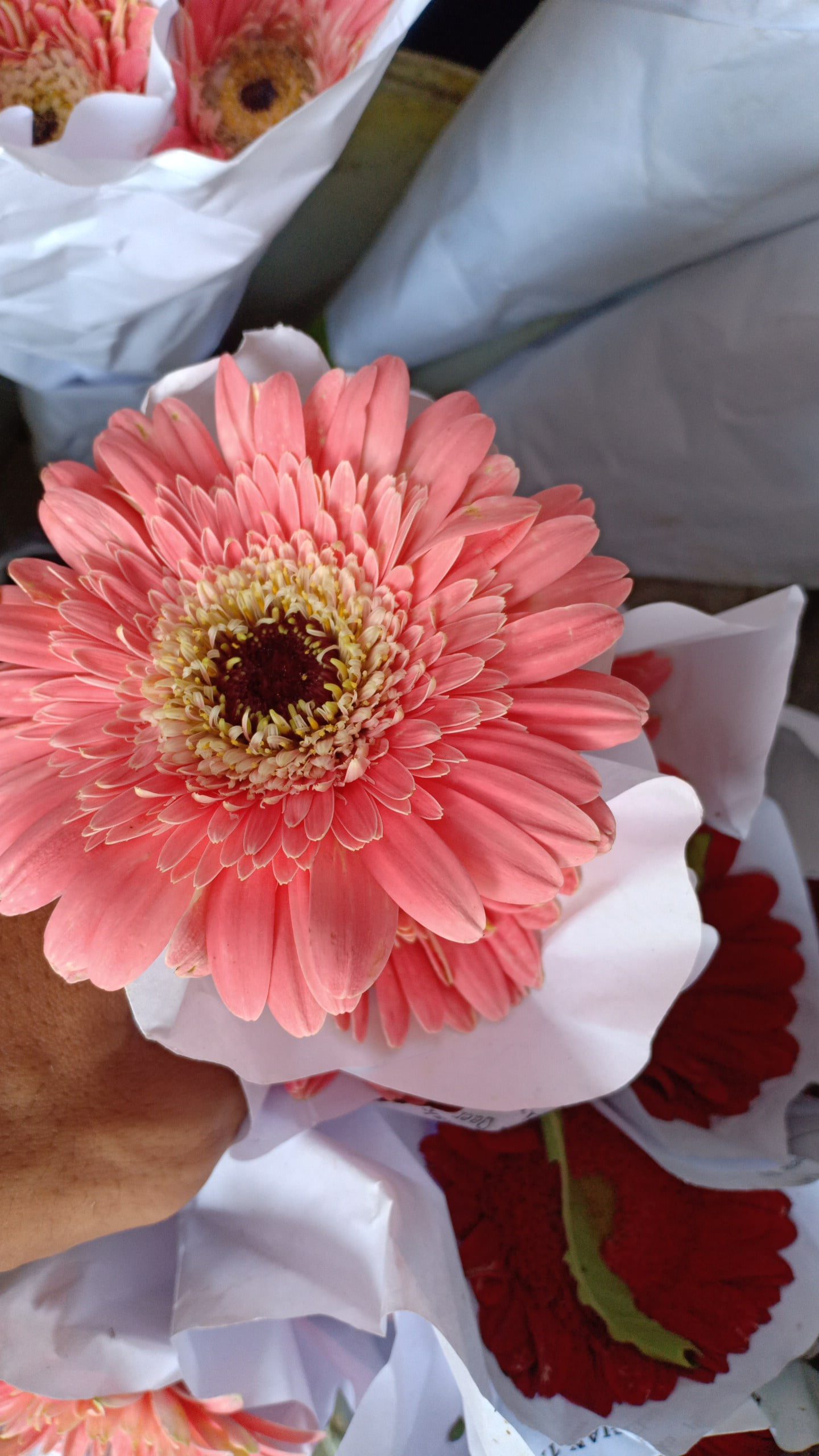 Bunga Garbera Pink