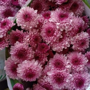 Bunga Krisan Pink