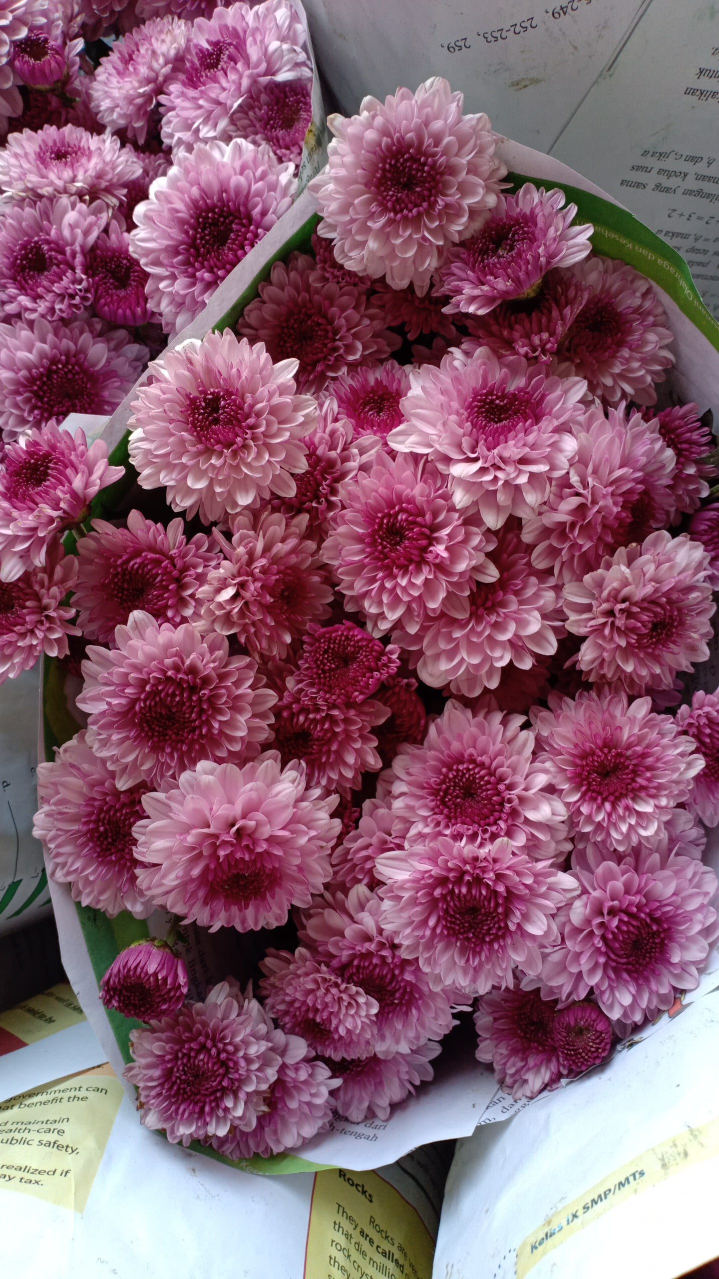 Bunga Krisan Pink